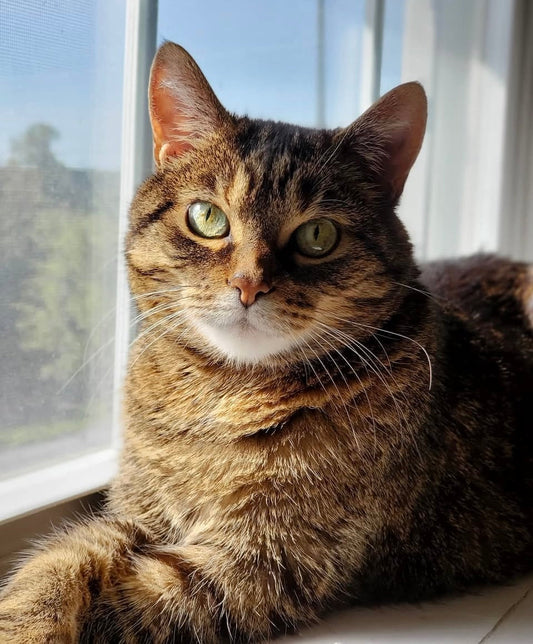 Dear New Diabetic Cat Guardian: It Gets So Much Easier.